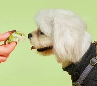 Zmrazení sušené růžičkové klíčky napůl